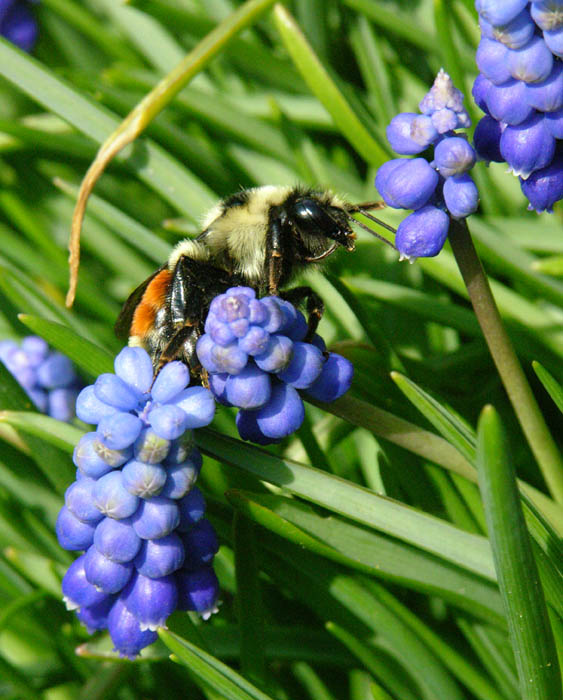Studio and Garden Bees and Grape Hyacinths