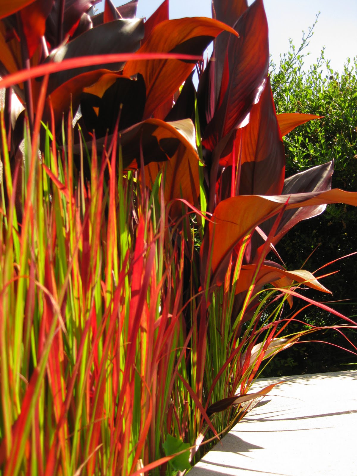 The Bicycle-Gardening Chronicles...: Plants in Pots 2010