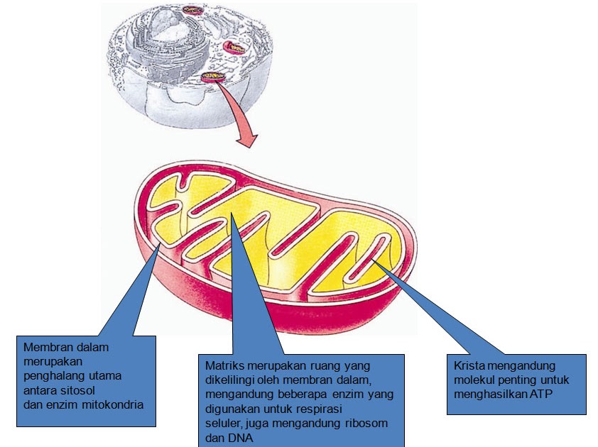 митохондрия q10. кристы митохондрий трубчатые пластинчатые. аппарат гольджи в растительной клетке и животной. митохондрия какой уровень организации. митохондрия с пластинчатыми кристами.
