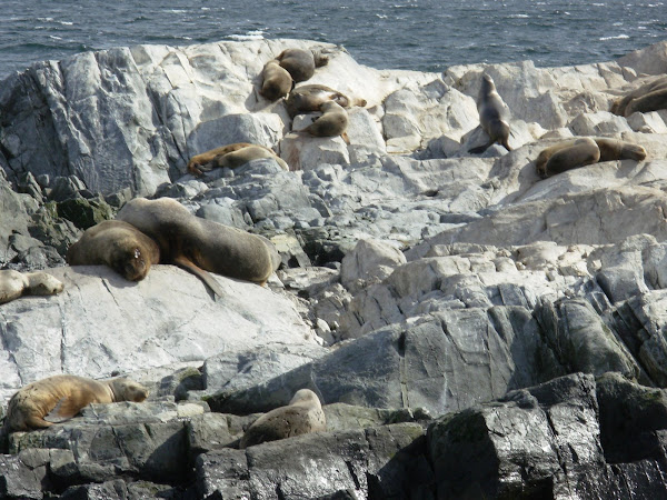 Isla de los leones marinos en el canal de Beagle
