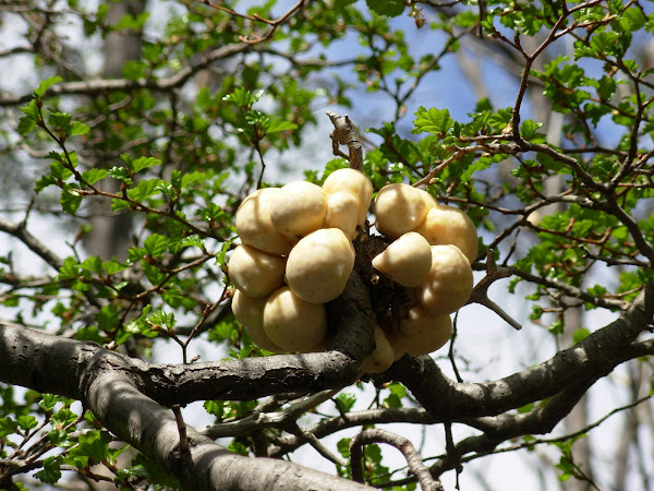 Plantas en el P.N. de Ushuaia (Argentina) protegiendose de los parásitos