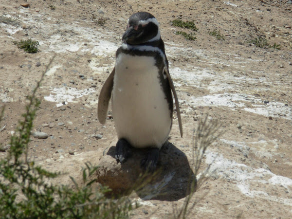 El Pingüino de la Peninsula Valdés