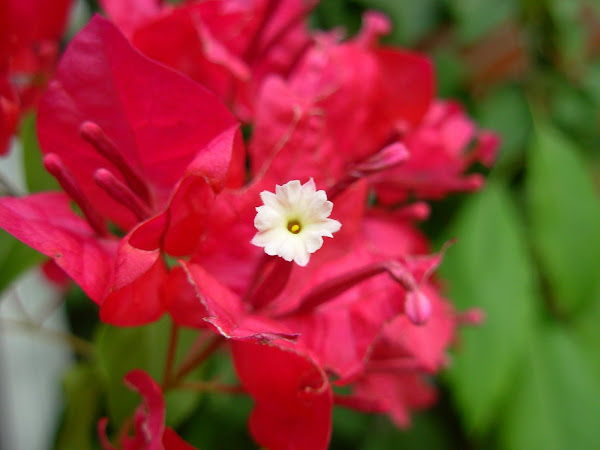 Las flores del jardin de David