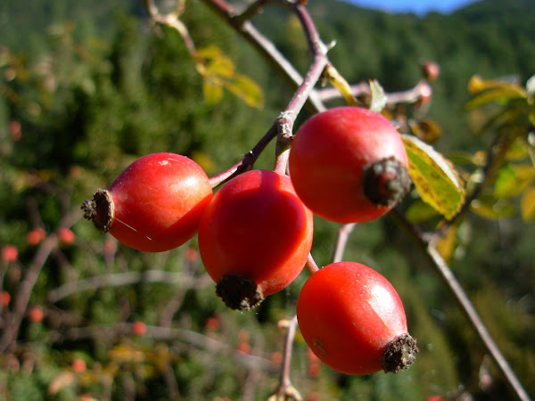 Escaramujo (fruto del rosal silvestre).Pirineos Aragoneses.