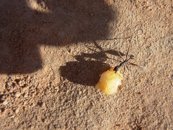 La Hormiga del Camino Santiago