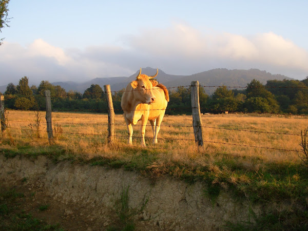 Vaca en los prados de Roncesvalles