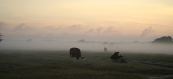 SCHIMMEN IN DE MIST