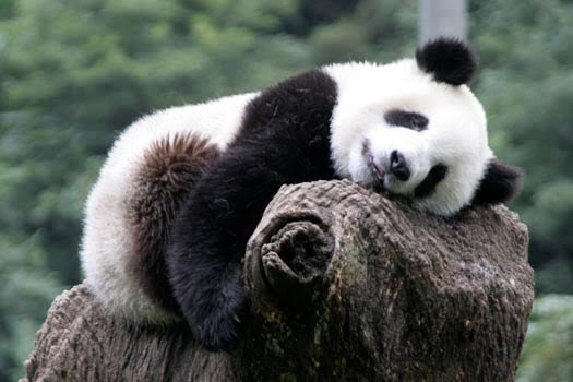 Peace Corps Panda-monium!