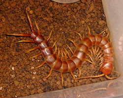 centipedes largest millipedes pink worlds discovery centipede giant ancient kelabang animals