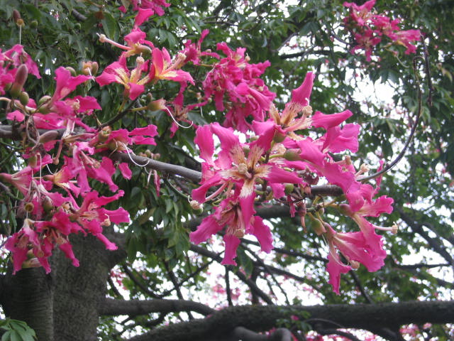 [Chorisia+speciosa+Majestic+Beauty.jpg]