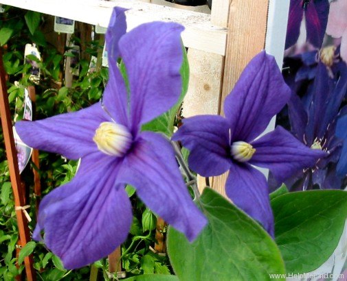 [Clematite+durandii.jpg]