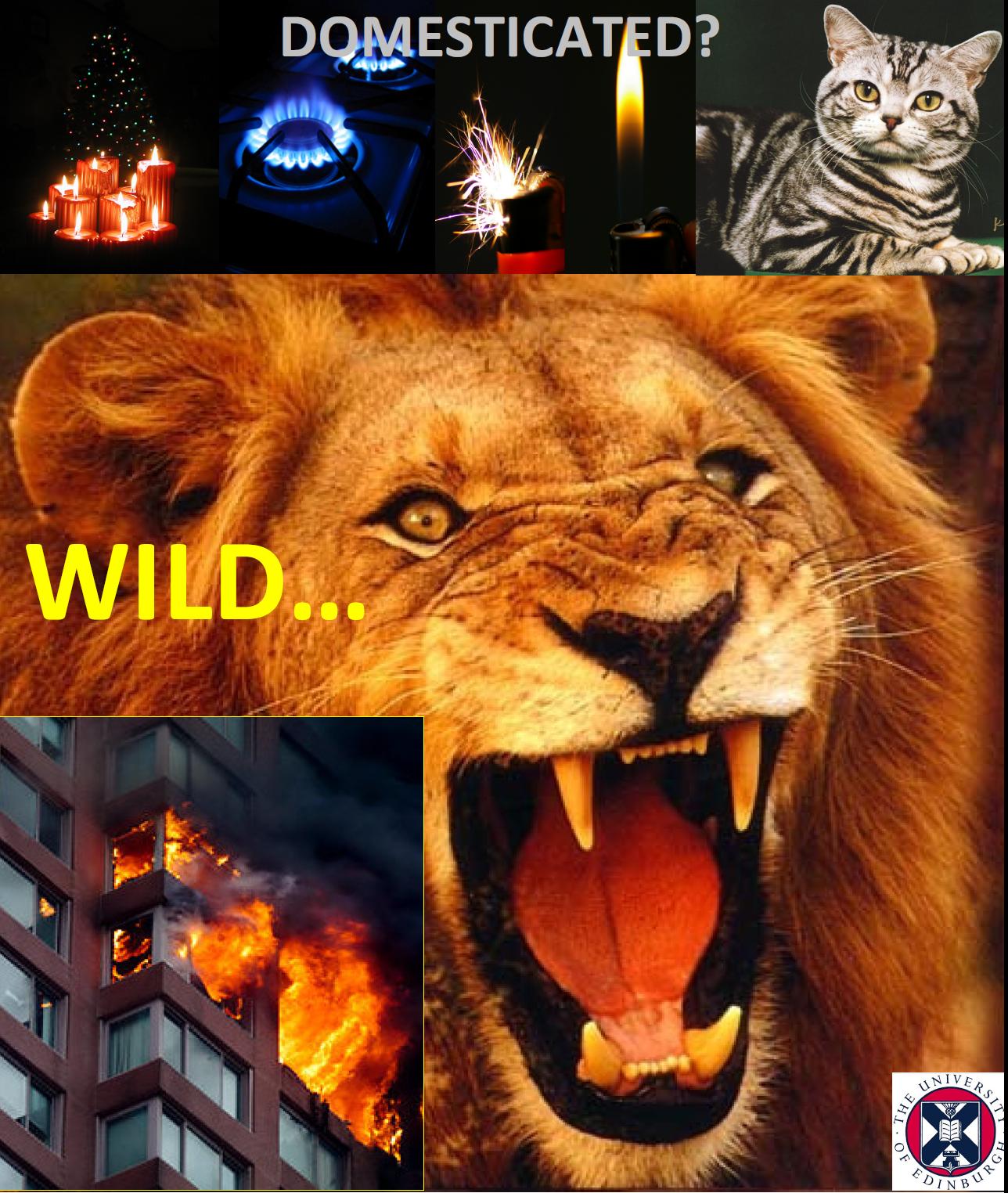 Edinburgh Fire Research Centre BLOG: The domesticated animals sometimes