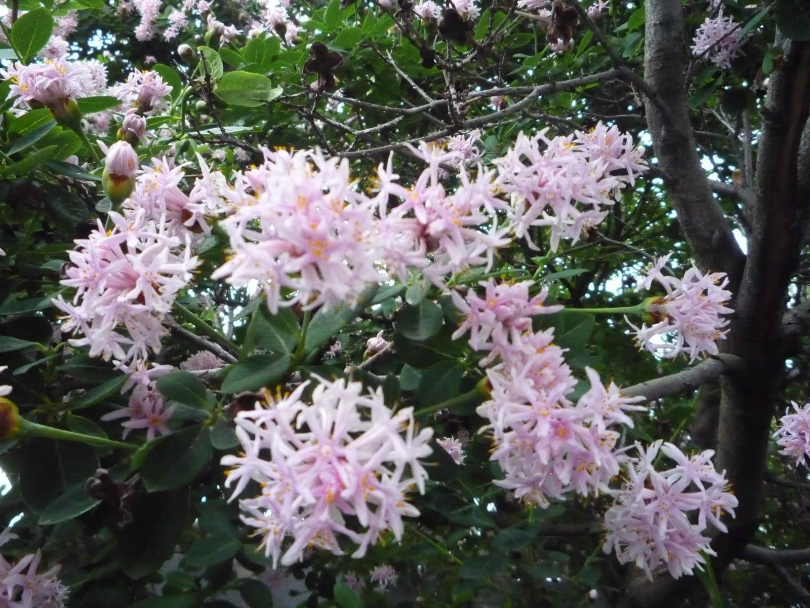 pompom tree pompom tree