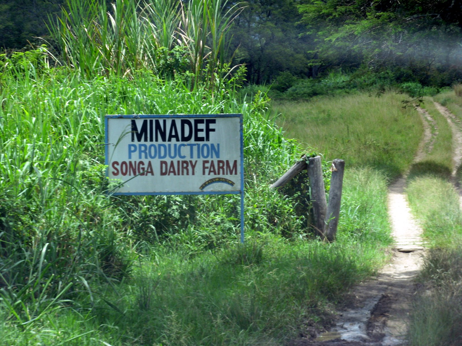 Hans in Rwanda: Songa Dairy Farm