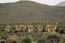 NUESTRAS  VICUÑAS