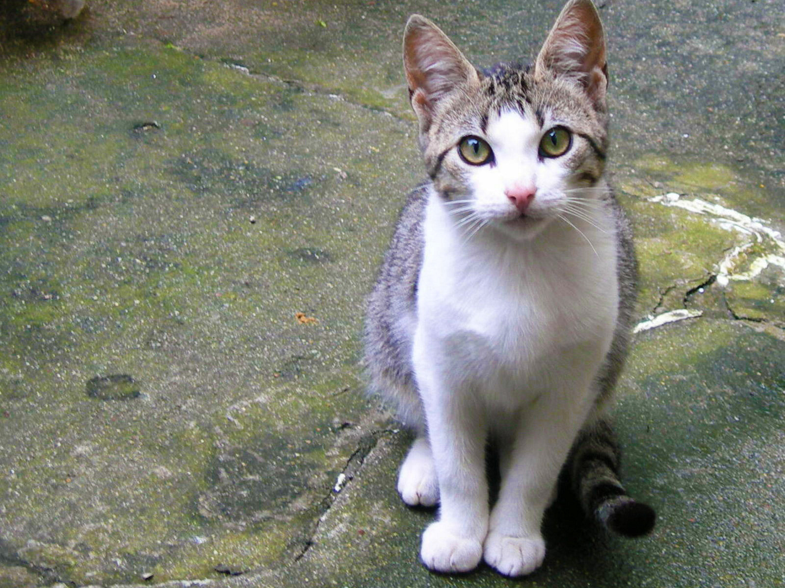 Resultado de imagem para colaboração gatos