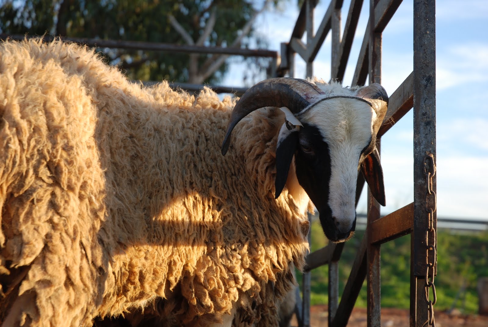 des bretons au maroc La fête du mouton!