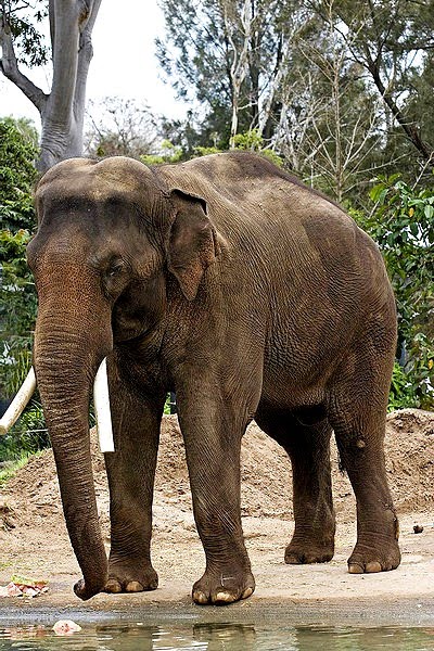 Wild Burma Nature S Lost Kingdom Elusive Elephants Wild Burma Nature S Lost Kingdom Elusive Elephants