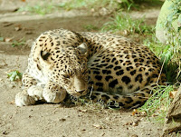 leopard