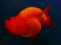 ranchu