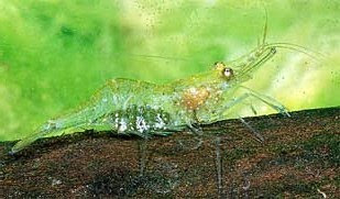 A female ghost shrimp with eggs