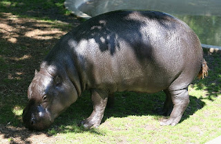 pygmy hippo in Côte d'Ivoire 