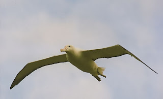 royal albatross in flight
