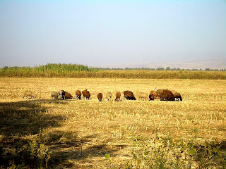 country side Kyrgyzstan 