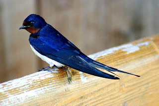 barn swallow