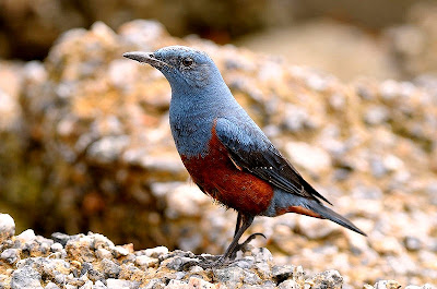 blue rock thrush