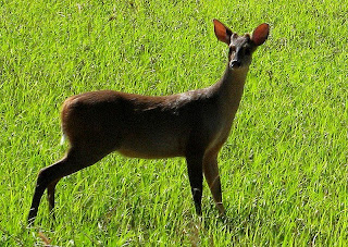 Red Brocket Deer