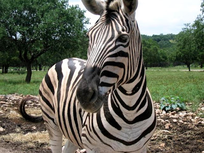 Zebra, national animal of Botswana