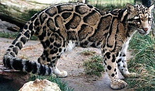 Clouded leopard found in China