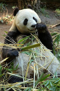 giant panda of China