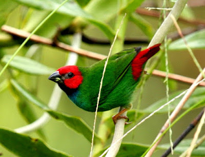 Parrot finch found in Fiji