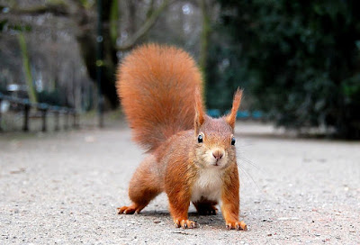 Red squirrel found in Austria