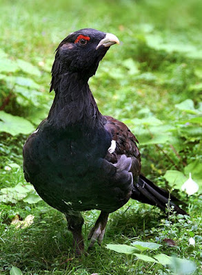 Western+Capercaillie 
