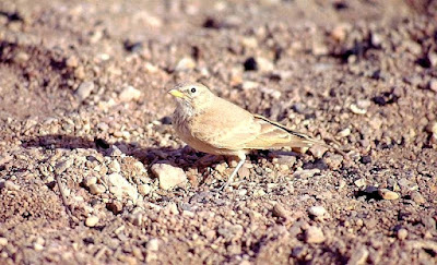 Desert lark in Turkmenistan