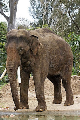 Asian Elephant