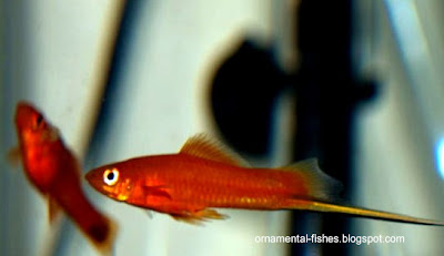 swordtail