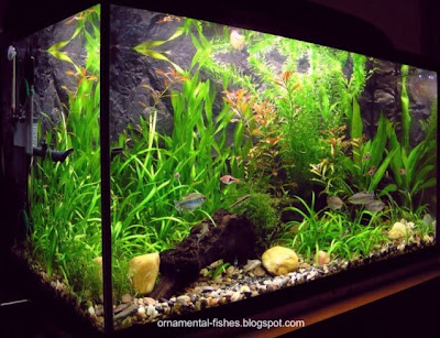 Freshwater aquarium