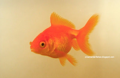 goldfish