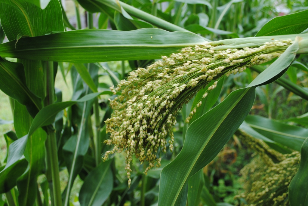 The Farmers� Museum Broom Corn Harvest