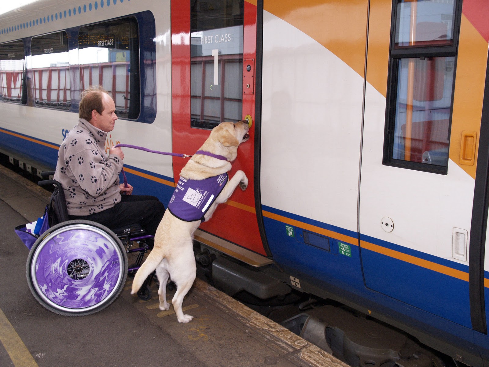 Почему электричка собака. Собака в поезде. Перевозка животных в поезде. Собака поводырь в поезде. Собака проводник в поезде.