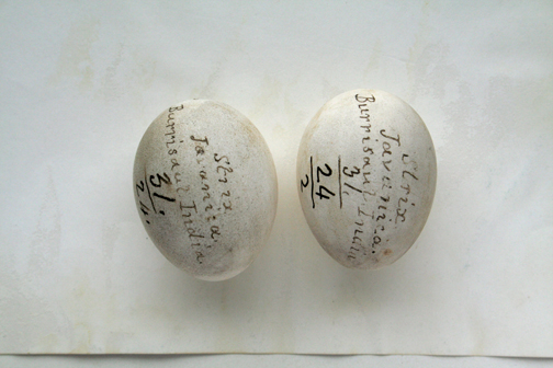 Eggs Halaetus leucogasten (Redpath Museum)