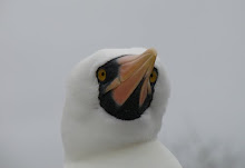 Nazca Booby, Galapagos Oct 2007