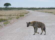 Spotted Hyaena, Etosha NP, Namibia Dec 2006