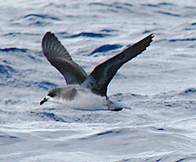 Desertas Petrel, Madeira May 2010