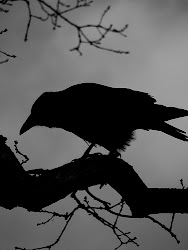 blackbird night bird crow singing silhouette dead raven ravens bad crows morning tattoos negro jam pearl tattoo corvo bianco goodnight