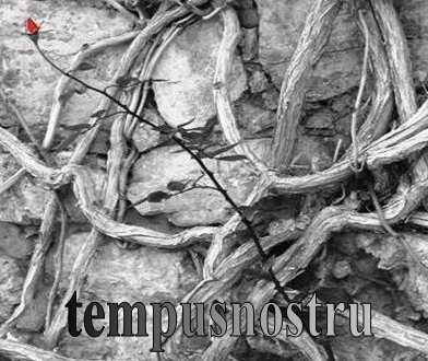 tempusnostru
